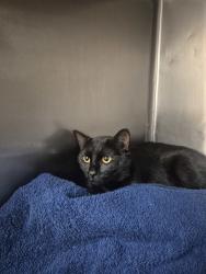 Shelter Stray Male Cat last seen Near Stream Stone Way, RALEIGH, NC, 27616, Raleigh, NC 27610