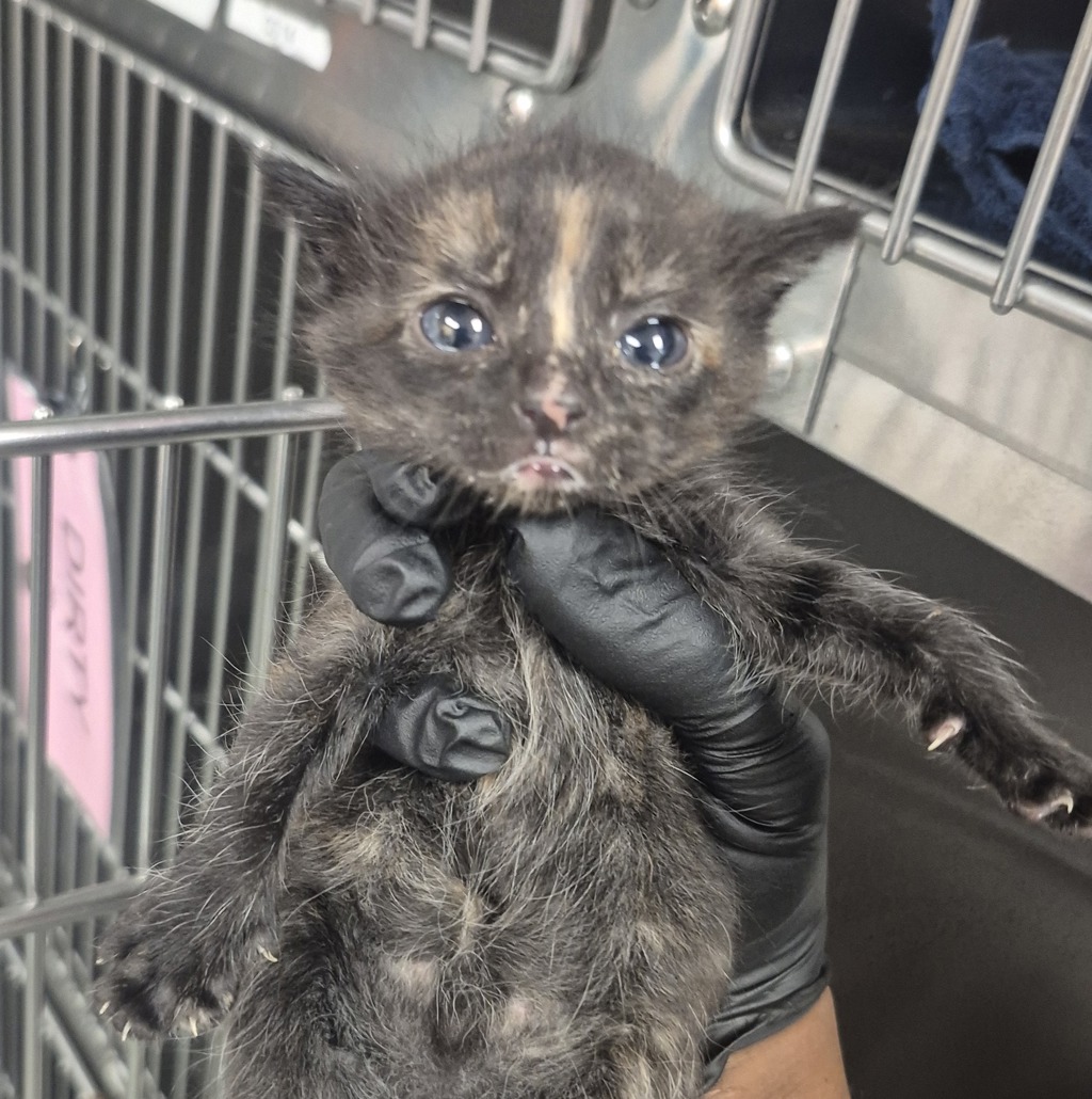 Shelter Stray Unknown Cat last seen Near Old Brick Court, RALEIGH, NC, 27616, Raleigh, NC 27610