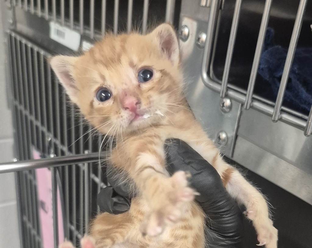 Shelter Stray Male Cat last seen Near Old Brick Court, RALEIGH, NC, 27616, Raleigh, NC 27610
