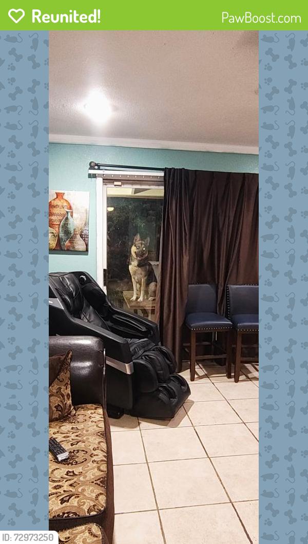 Reunited Male Dog last seen 35th ave and indian school, Phoenix, AZ 85019
