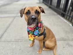 Shelter Stray Female Dog last seen Southern Blvd Street, BRONX, NY, 10459, 326 E 110th St, New York, NY 10029, USA
