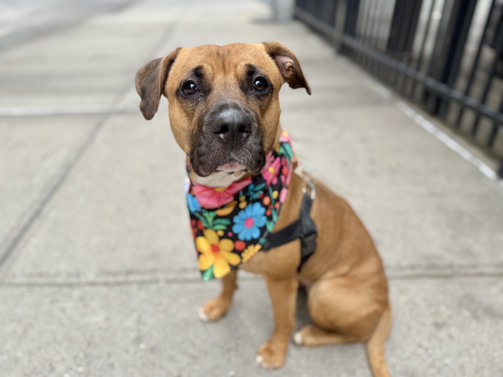 Shelter Stray Female Dog last seen Southern Blvd Street, BRONX, NY, 10459, 326 E 110th St, New York, NY 10029, USA