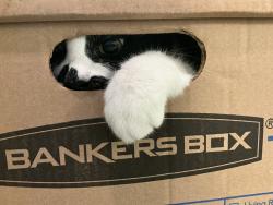 Shelter Stray Female Cat last seen Olds Lane, VIRGINIA BEACH, VA, 23451, Virginia Beach, VA 23451