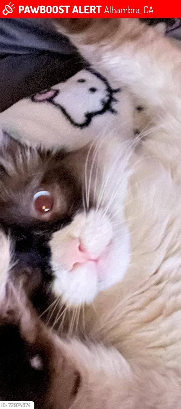 Lost Male Cat last seen Glensven, Alhambra, CA 91803