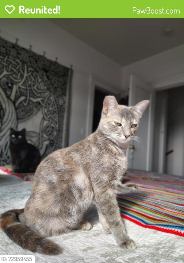 Reunited Female Cat last seen Calamace Dr & Newgate way , Dixon, CA 95620