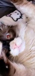 Lost Male Cat last seen Glensven, Alhambra, CA 91803