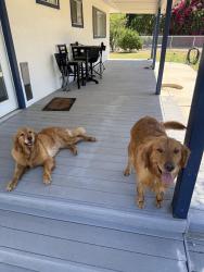 Found/Stray Female Dog last seen Ben maddox , Visalia, CA 93292