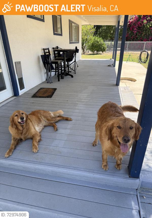 Found/Stray Female Dog last seen Ben maddox , Visalia, CA 93292