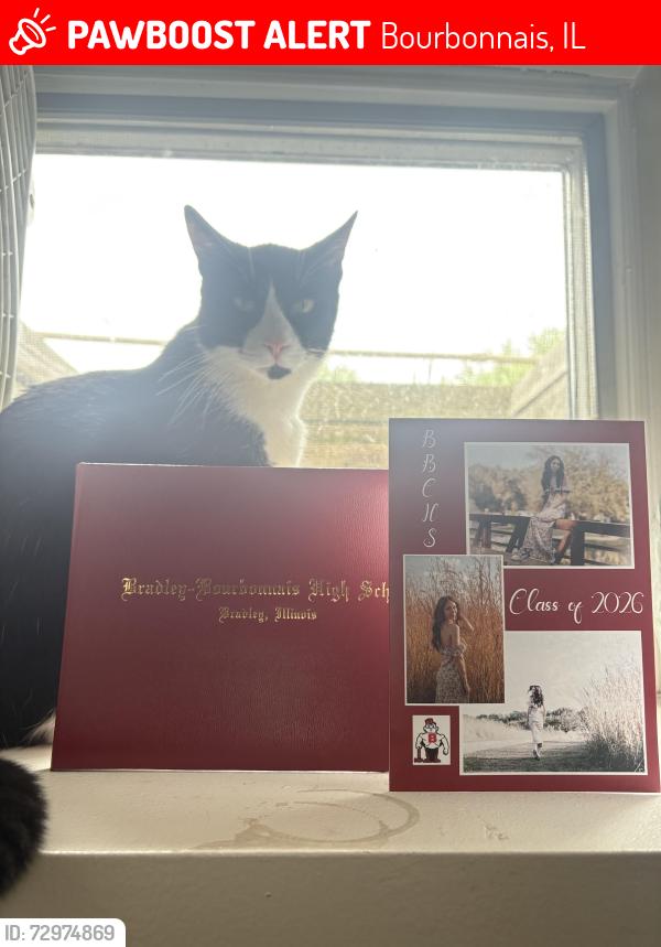 Lost Male Cat last seen Turnberry and sportsman club, Bourbonnais, IL 60914