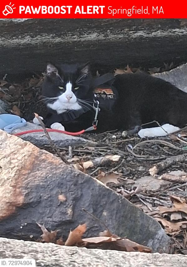 Lost Male Cat last seen Near Carew st Mercy Medical Center park I need lot, Springfield, MA 01104