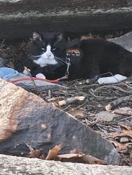 Lost Male Cat last seen Near Carew st Mercy Medical Center park I need lot, Springfield, MA 01104