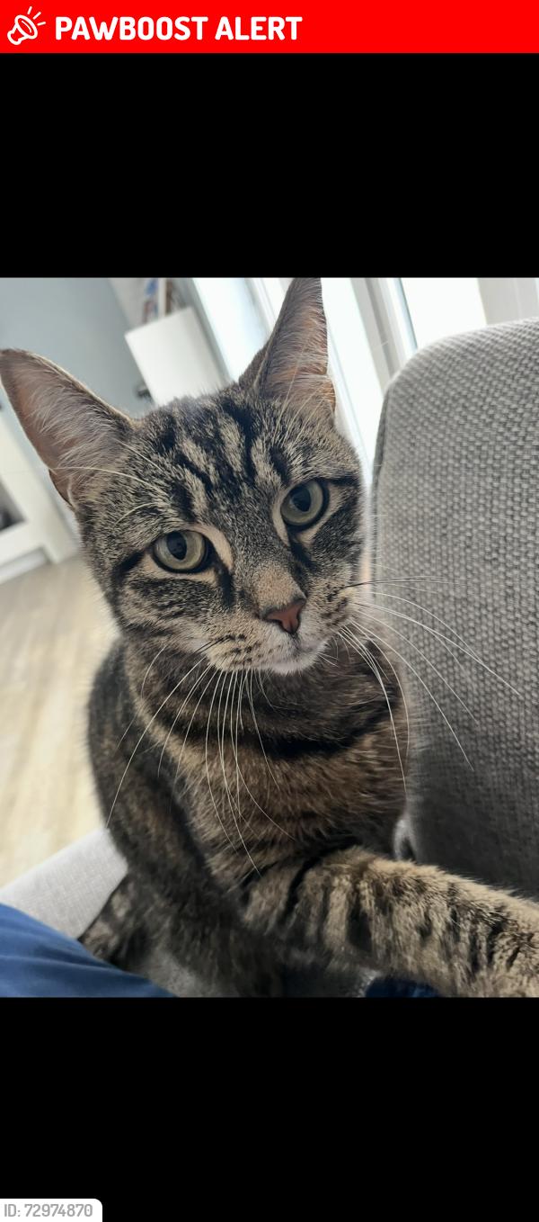 Lost Male Cat last seen Near Olympic way, Glenholt PL67HA, Plymouth, England PL6 7LB