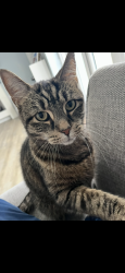 Lost Male Cat last seen Near Olympic way, Glenholt PL67HA, Plymouth, England PL6 7LB