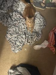 Reunited Female Cat last seen Parmalee Pl and Wakefield- near Indian mound in Norwood, Norwood, OH 45212