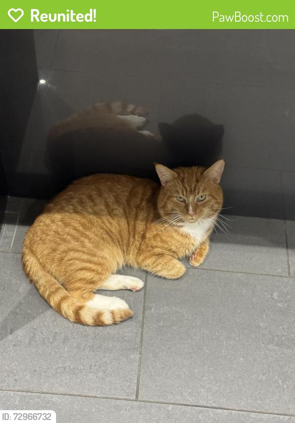 Reunited Male Cat last seen Picton Clock , Merseyside, England L15