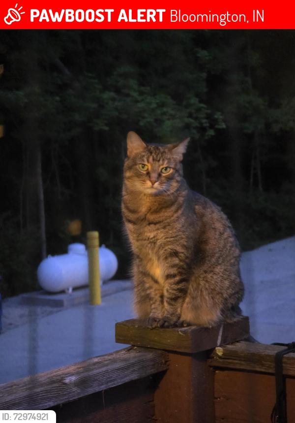 Lost Female Cat last seen Near s basswood circle, Bloomington, IN 47403