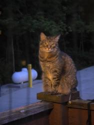 Lost Female Cat last seen Near s basswood circle, Bloomington, IN 47403