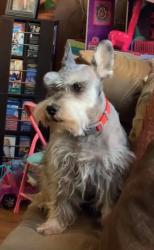 Lost Male Dog last seen 86th and Sage, Albuquerque, NM 87121