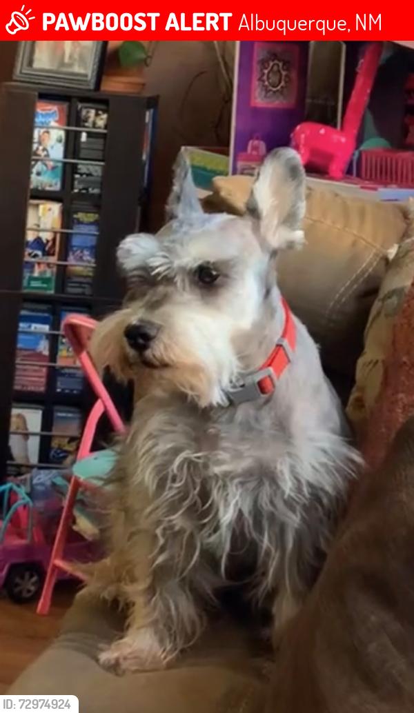 Lost Male Dog last seen 86th and Sage, Albuquerque, NM 87121