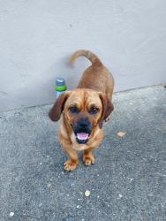 Found/Stray Male Dog last seen Near Saturn Drive, San Leandro, CA 94578