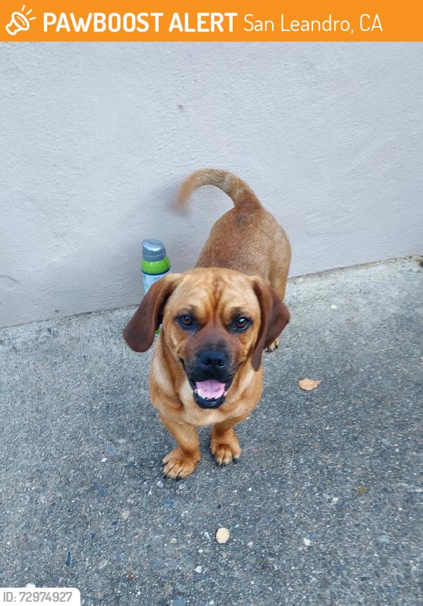 Found/Stray Male Dog last seen Near Saturn Drive, San Leandro, CA 94578