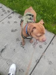 Lost Male Dog last seen James st, Syracuse, NY 13206