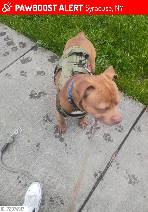 Lost Male Dog last seen James st, Syracuse, NY 13206