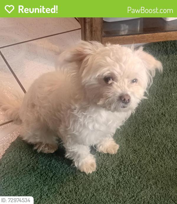 Reunited Female Dog last seen 12th st Collier CT Waukegan , Waukegan, IL 60064