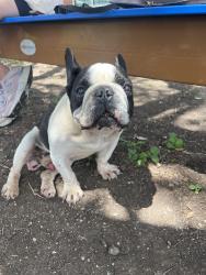 Reunited Male Dog last seen Shepherds Way, San Antonio, TX 78252