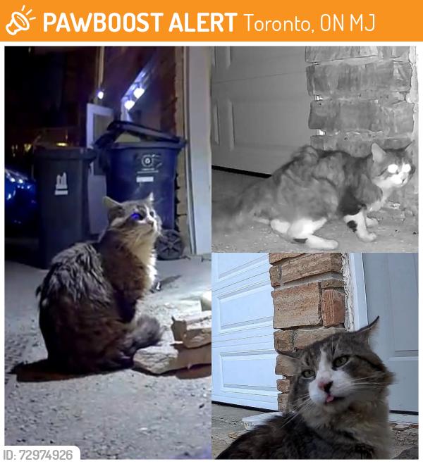 Found/Stray Unknown Cat last seen Clancy and Silas Hill, Toronto, ON M2J