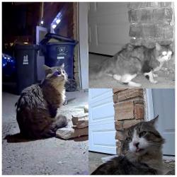 Found/Stray Unknown Cat last seen Clancy and Silas Hill, Toronto, ON M2J