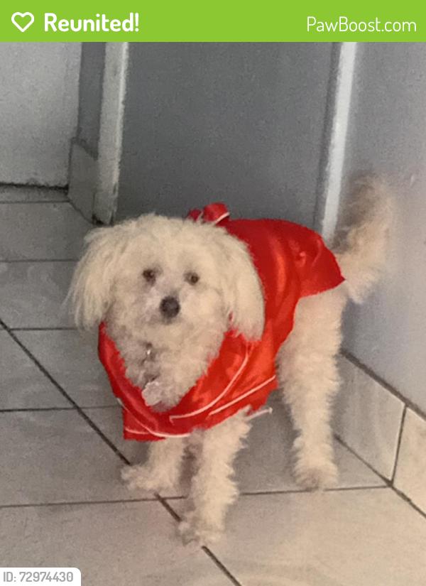 Reunited Female Dog last seen 12th st Collier in waukegan , Waukegan, IL 60085