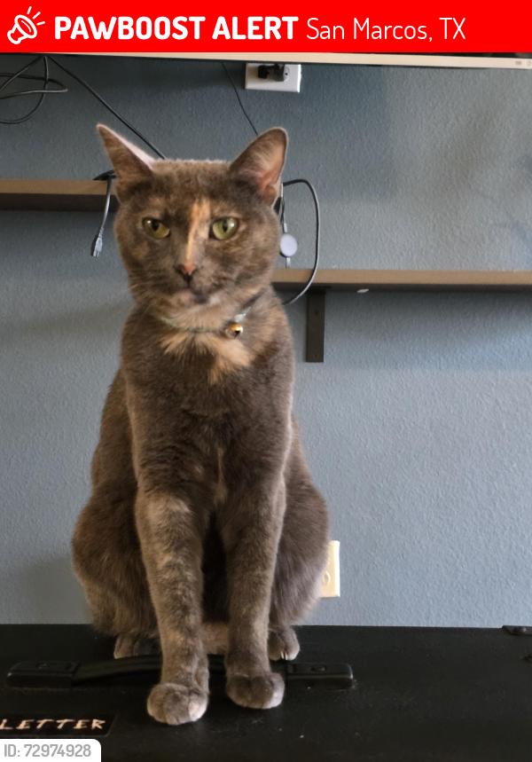 Lost Female Cat last seen E sessom and Peques st , San Marcos, TX 78666