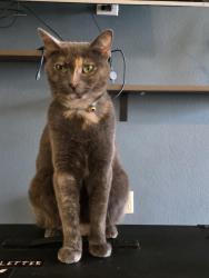 Lost Female Cat last seen E sessom and Peques st , San Marcos, TX 78666