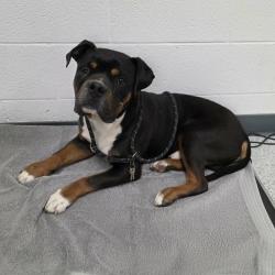 Shelter Stray Male Dog last seen , 5801 Graye Ln, Caldwell, ID 83607, USA