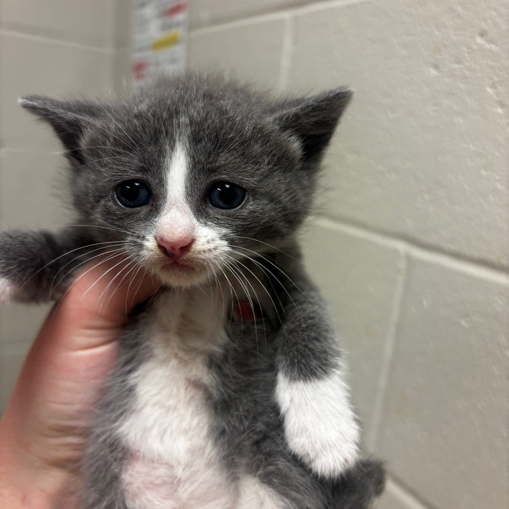 Shelter Stray Male Cat last seen , 54687 Co Rd 19, Bristol, IN 46507, USA