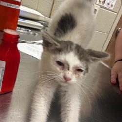 Shelter Stray Female Cat last seen , 54687 Co Rd 19, Bristol, IN 46507, USA