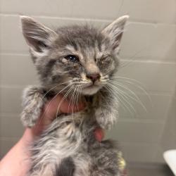 Shelter Stray Female Cat last seen , 54687 Co Rd 19, Bristol, IN 46507, USA