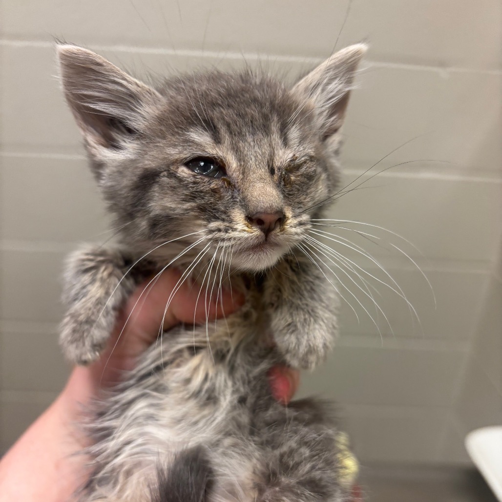 Shelter Stray Female Cat last seen , 54687 Co Rd 19, Bristol, IN 46507, USA