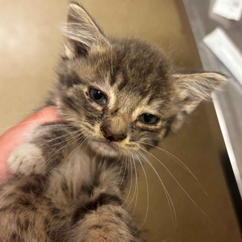 Shelter Stray Male Cat last seen , 54687 Co Rd 19, Bristol, IN 46507, USA