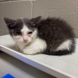 Shelter Stray Male Cat last seen , 54687 Co Rd 19, Bristol, IN 46507, USA