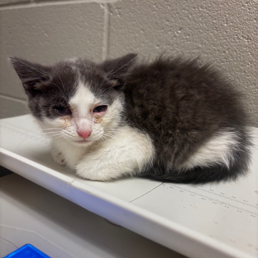 Shelter Stray Male Cat last seen , 54687 Co Rd 19, Bristol, IN 46507, USA