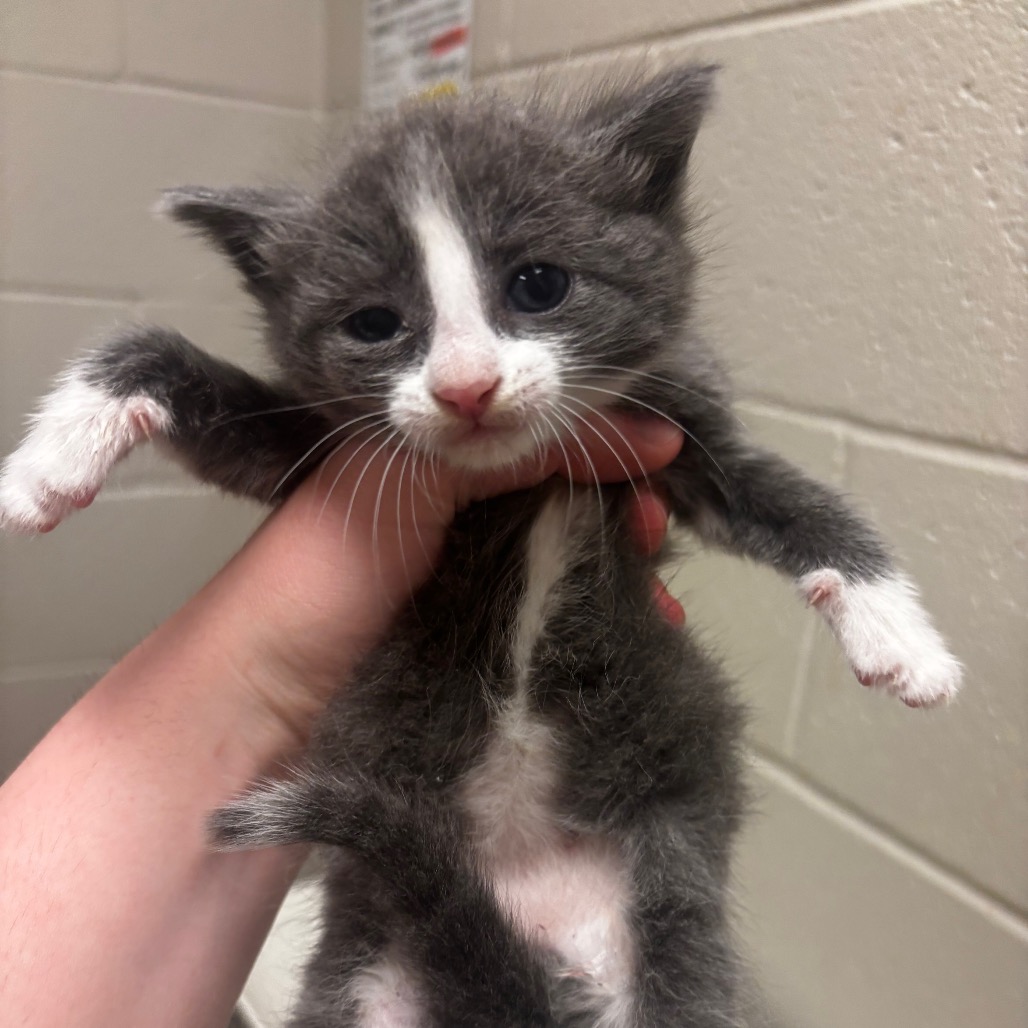 Shelter Stray Male Cat last seen , 54687 Co Rd 19, Bristol, IN 46507, USA