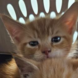Shelter Stray Male Cat last seen , Greensboro, NC 27409