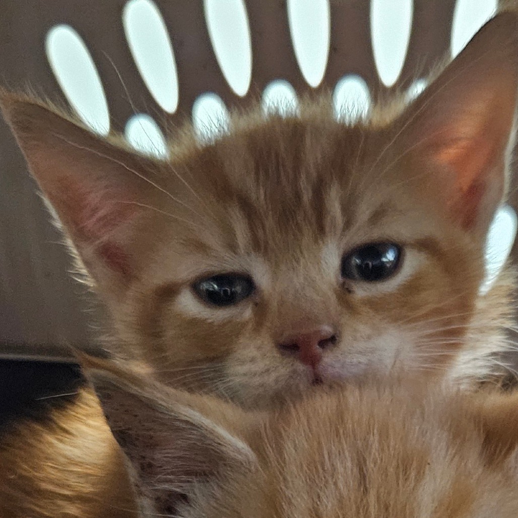 Shelter Stray Male Cat last seen , Greensboro, NC 27409