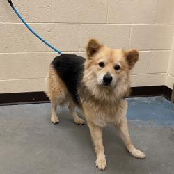 Shelter Stray Male Dog last seen , 2350 Appling City Cove, Memphis, TN 38133, USA