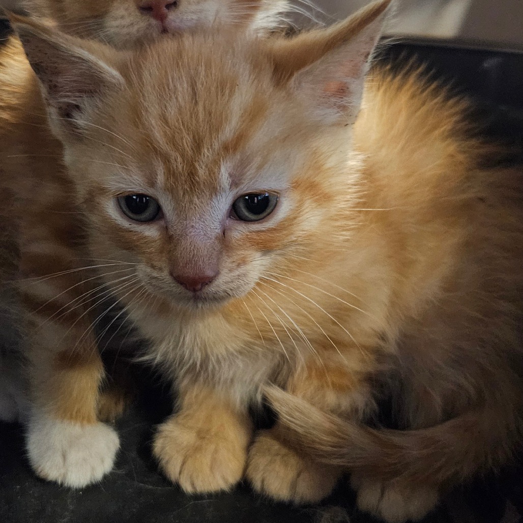 Shelter Stray Male Cat last seen , Greensboro, NC 27409