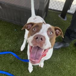 Shelter Stray Female Dog last seen , Philadelphia, PA 19140