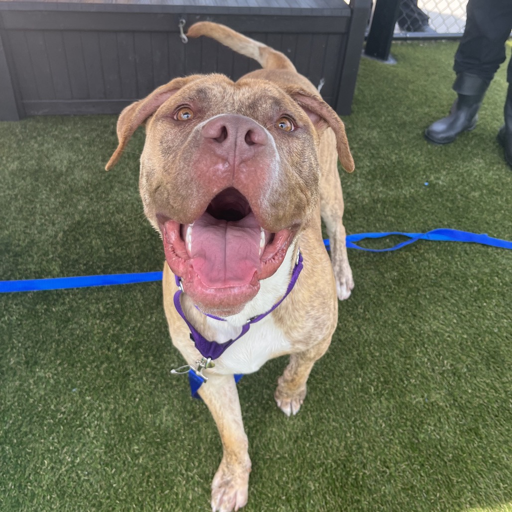 Shelter Stray Male Dog last seen , Animal Care & Control Team of Philly, 111 W Hunting Park Ave, Philadelphia, PA 19140, USA