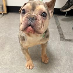 Shelter Stray Male Dog last seen , Philadelphia, PA 19140